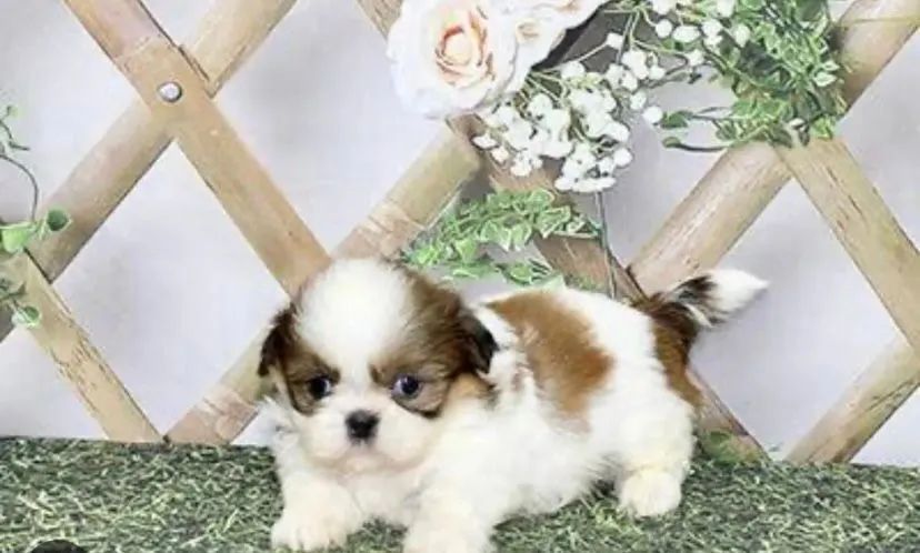 Mini shihtzu disponível  - Foto 5