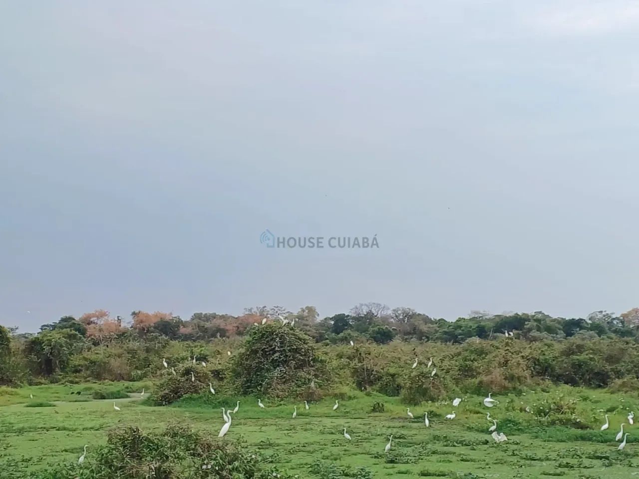 FAZENDA À VENDA  PANTANAL DE POCONÉ / MT - Foto 4