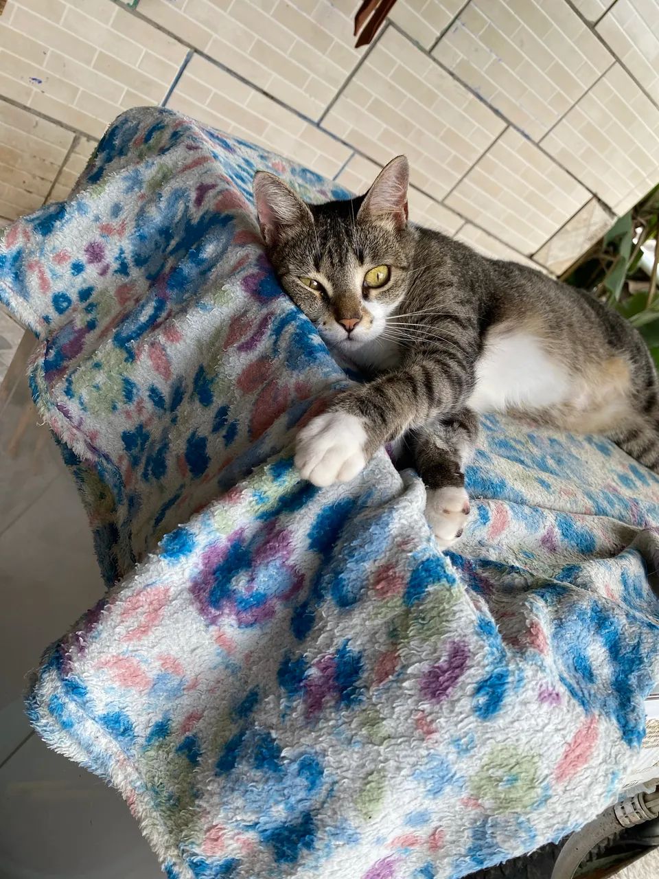 Pet - Foto 2