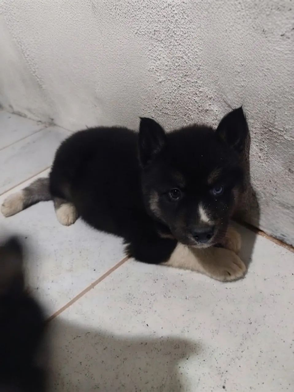 Husky Siberiano com Pedigree - Foto 5