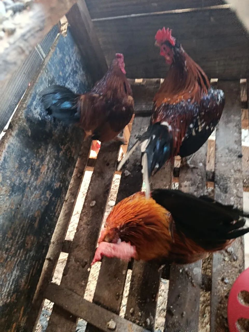 Vende 3 Galizé macho