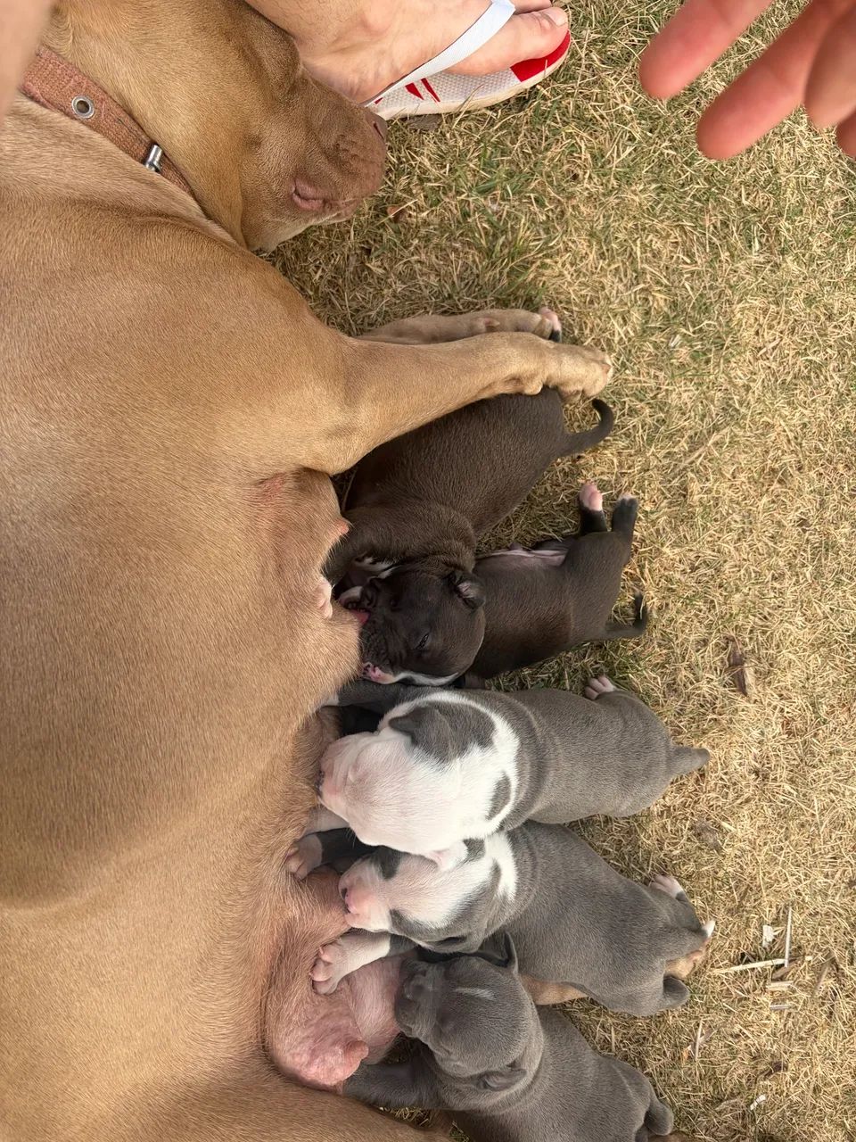 American Bully - Foto 4