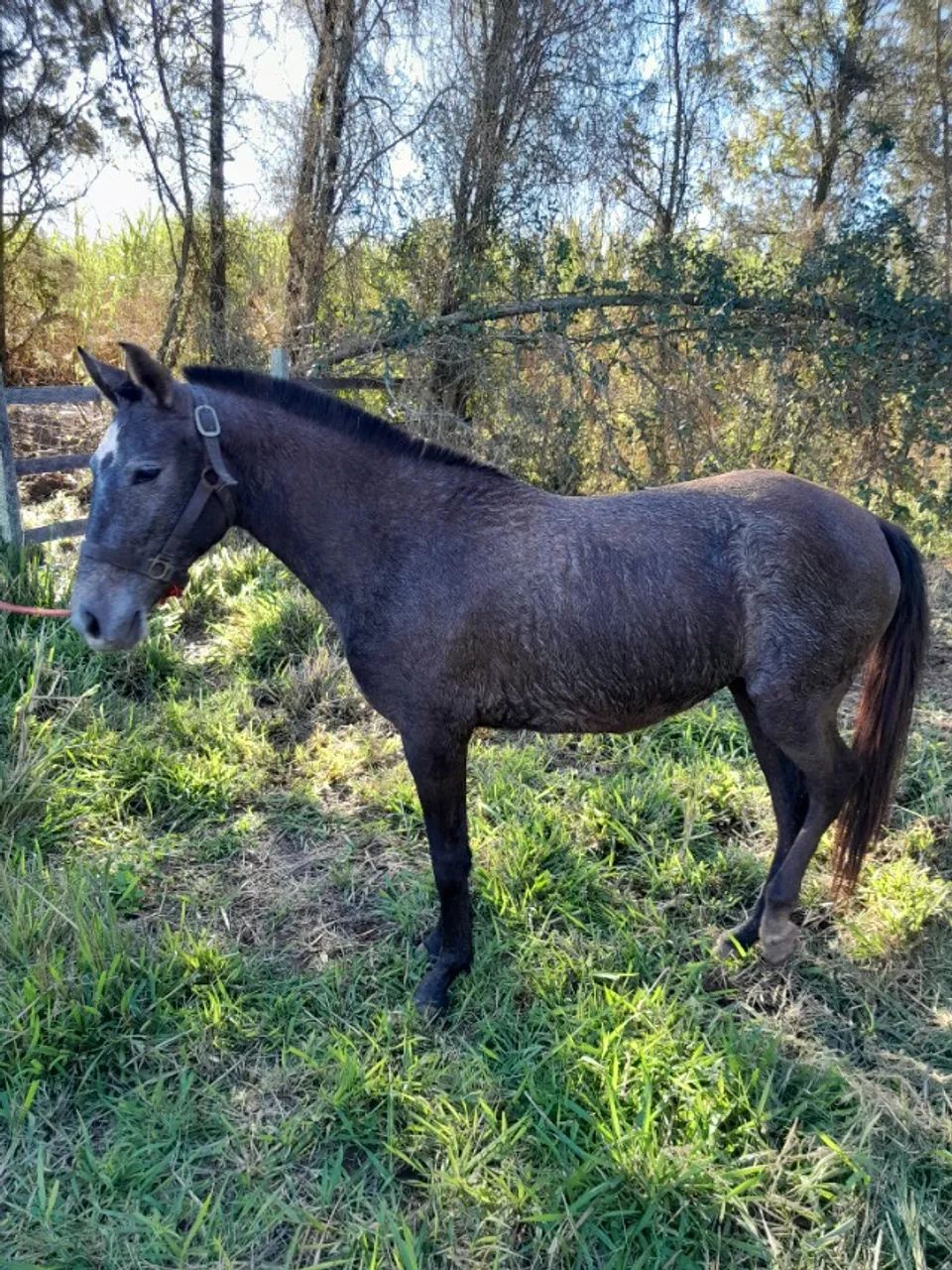 Vendo uma potra mangalarga marchador pura de marcha picada!!top!!!  - Foto 3