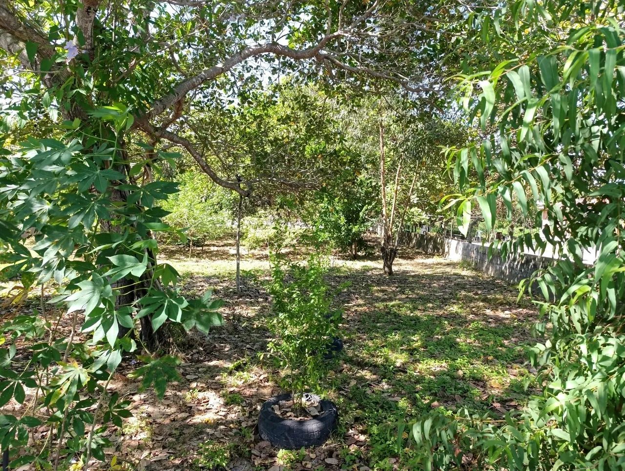 VENDO LINDO SÍTIO  2 HECTARES NA LAGOA DO INÁCIO  - Foto 5