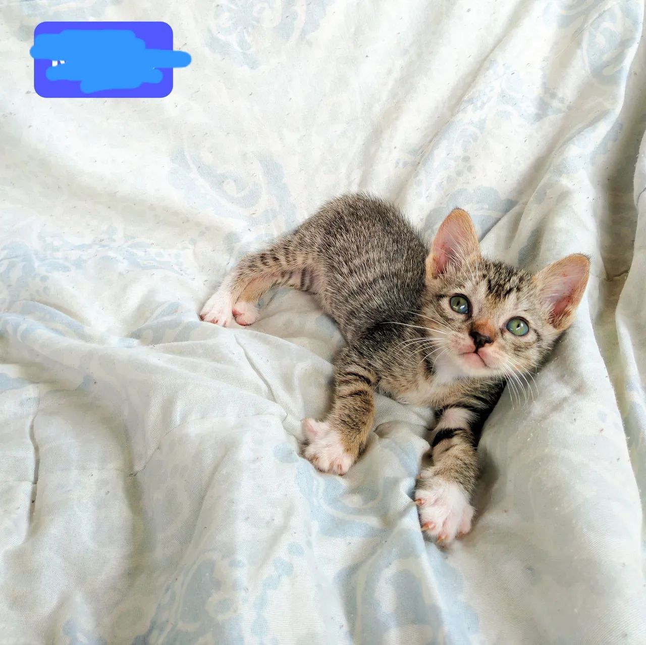Doa se gatinhos