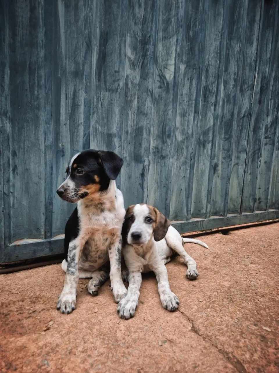 Doação cachorros - Foto 2
