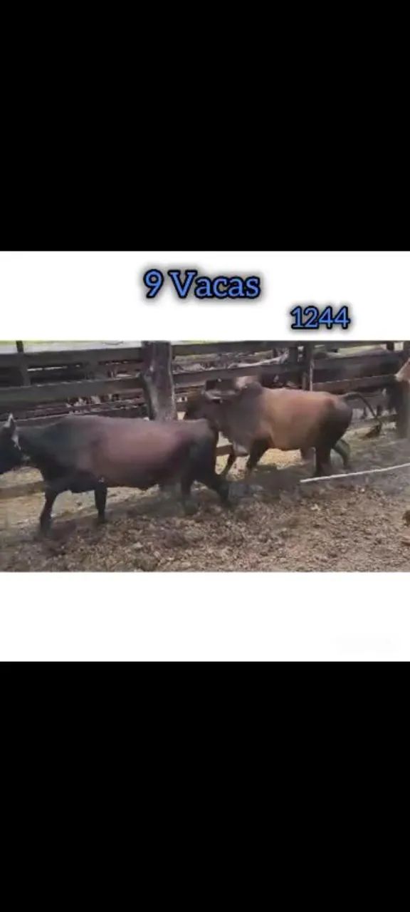 9 Vacas - Foto 6