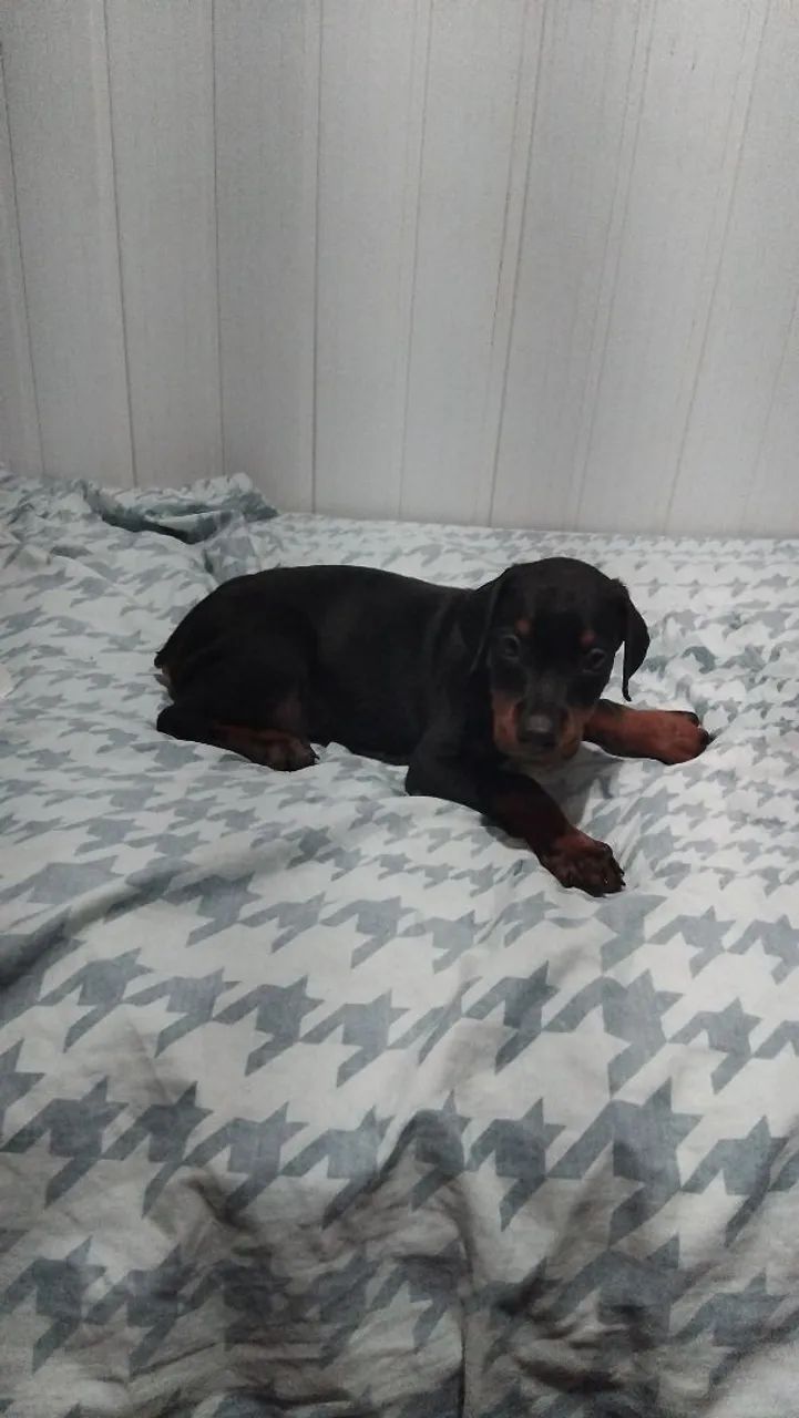 Dobermann 