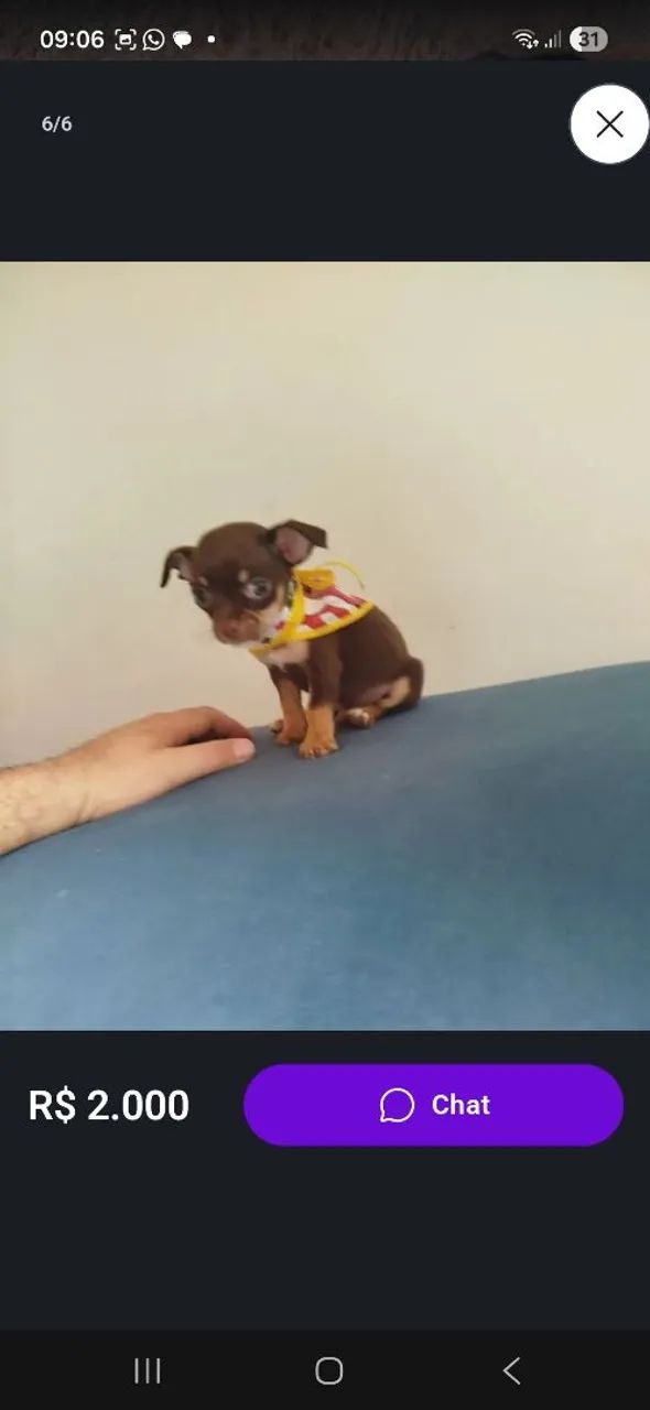 Chiuahua cabeça de maçã. - Foto 3