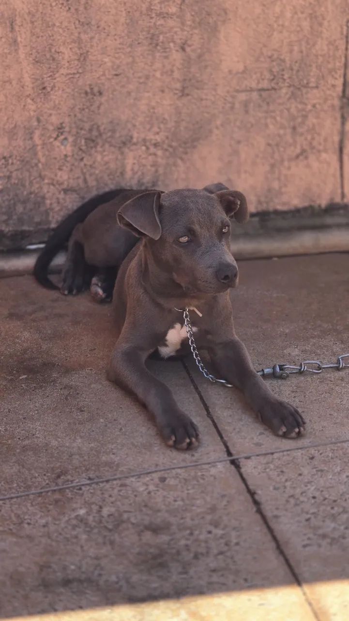 Filhote de Pit Bull  - Foto 4