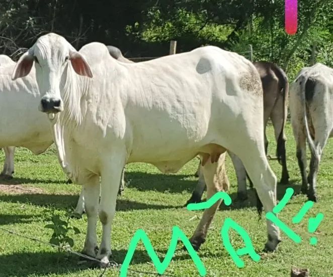 Vendo bezerro tabapuã para reprodutor - Foto 3