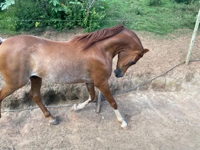 Cavalo Arabe - Foto 2