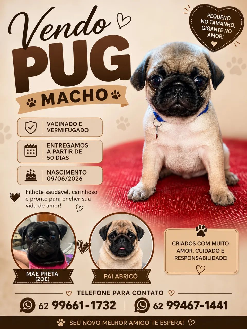 Vendo Pug Macho - Foto 4