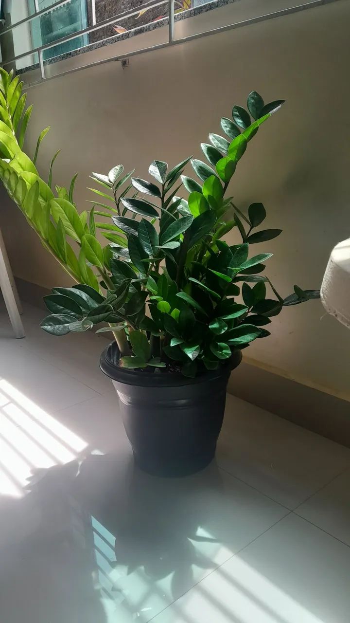 Zamioculca  - Foto 5