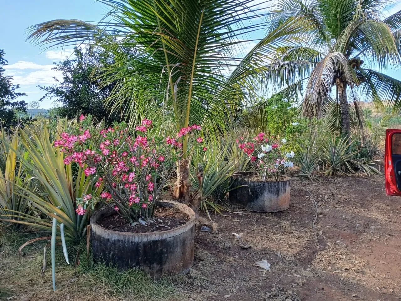 Chácara com estrutura completa no luzimangues - Foto 2