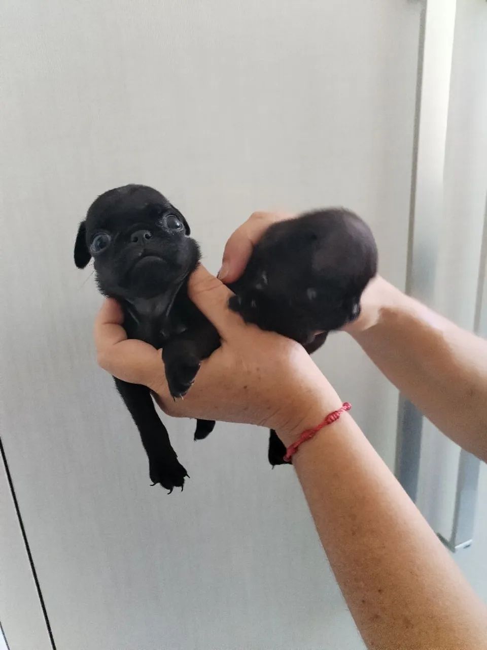 Cachorro - Foto 5