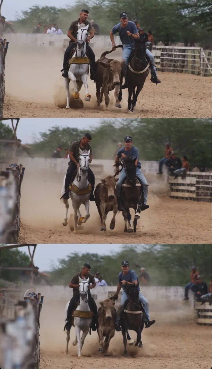 Cavalo  - Foto 4