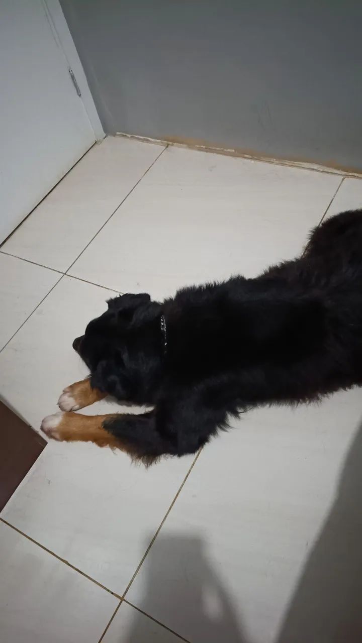 Adoção responsável  - Foto 3