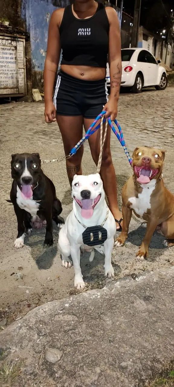 Filhotes de Pitbull  - Foto 3