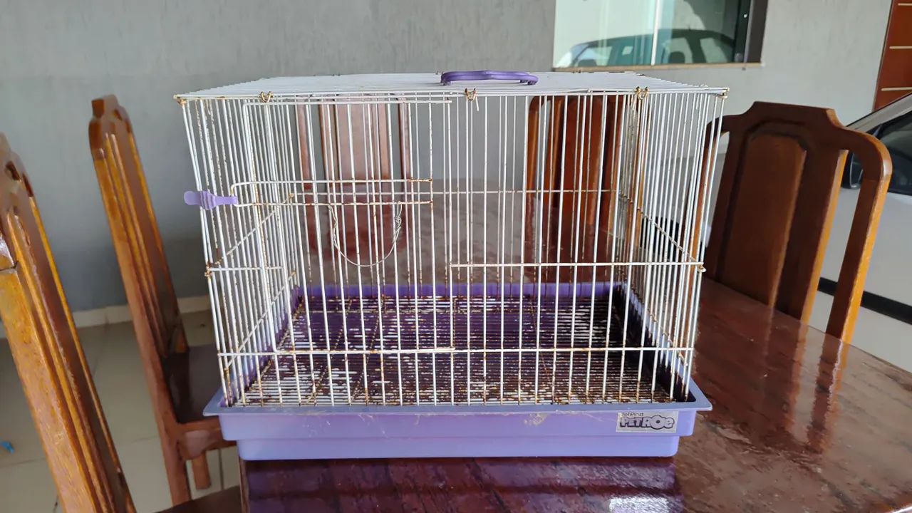 Coelha netherlend com gaiola  - Foto 4