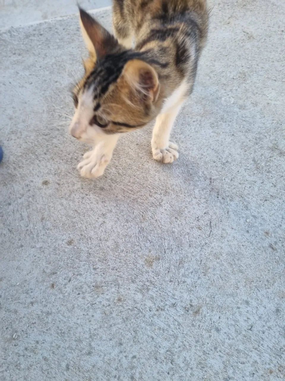 Gatinho - Foto 3