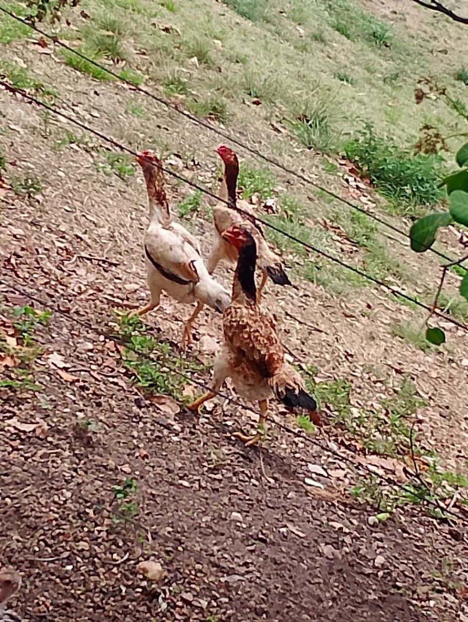 Vendo galinhas indias 