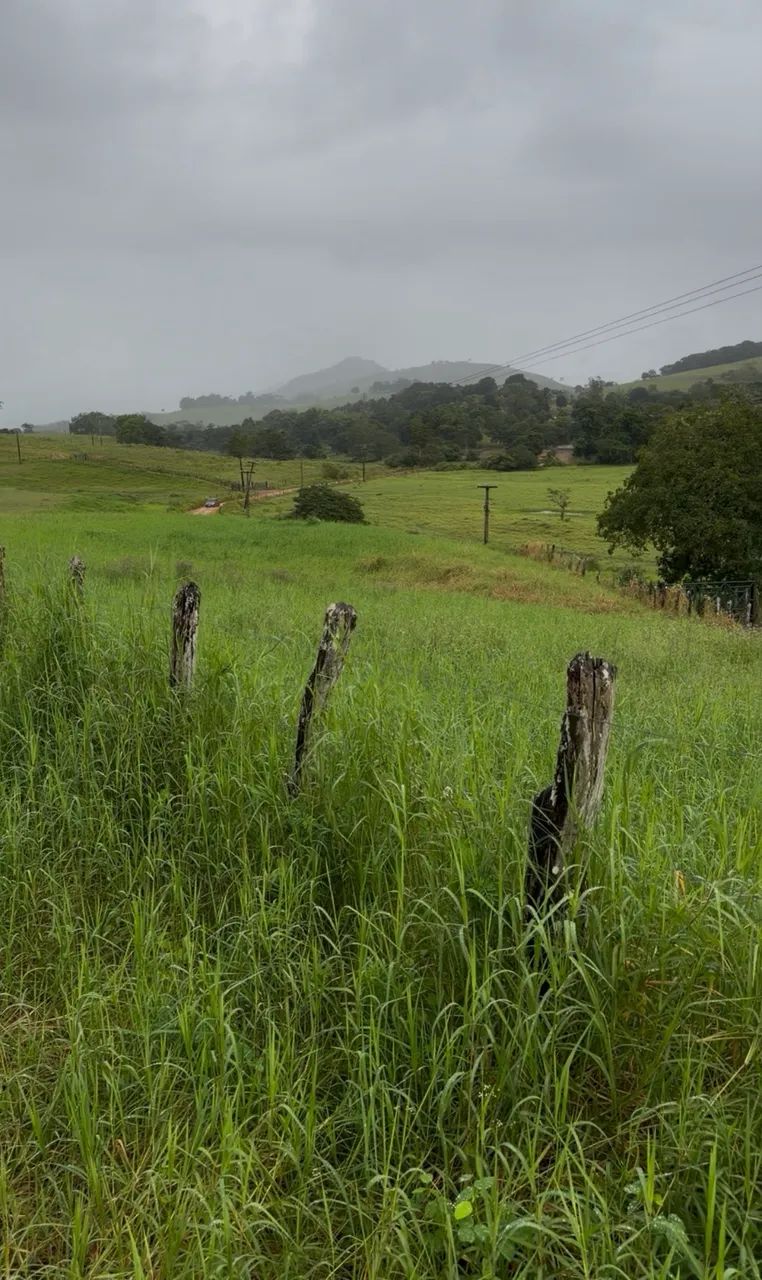 TIFTON 85 para sementeira  - Foto 4