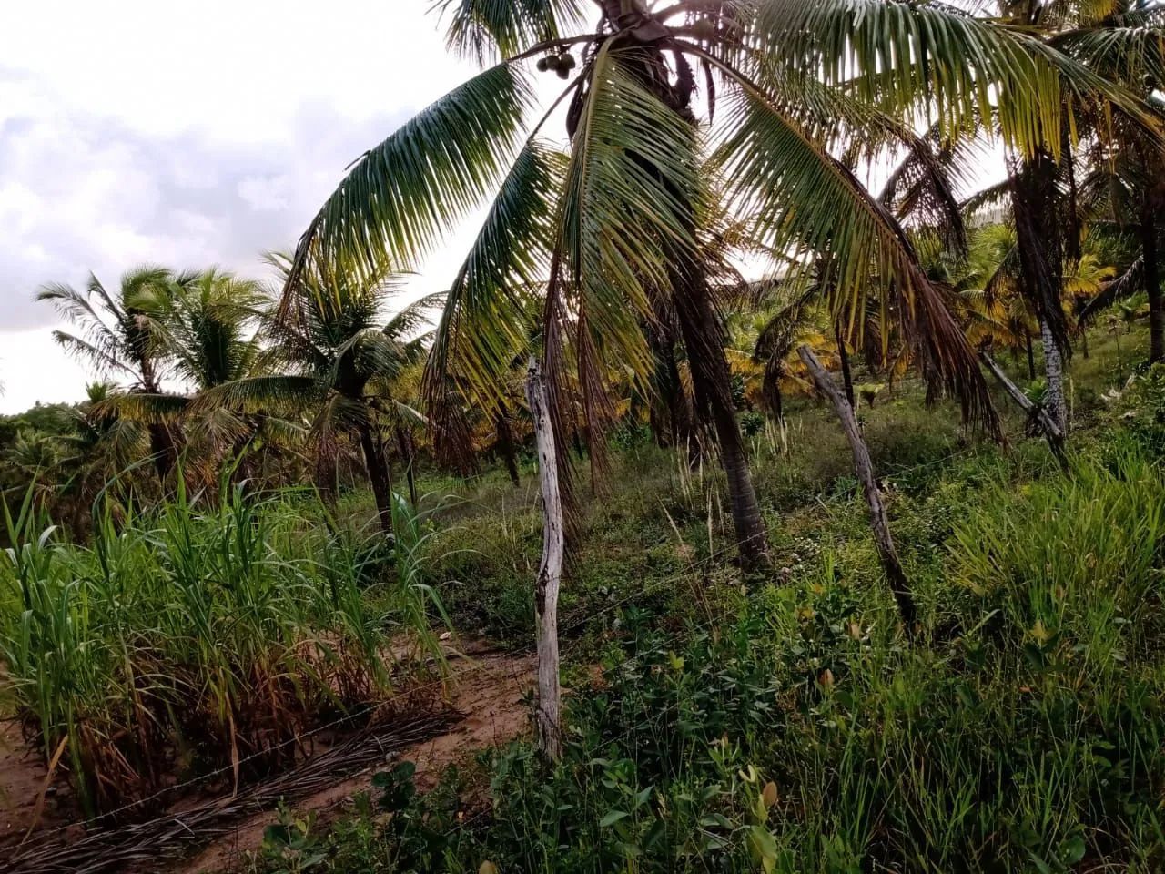 Vende-se terreno  - Foto 3