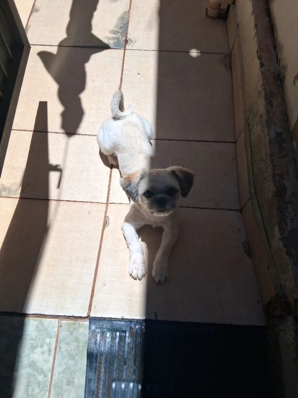 Shihtzu macho - Foto 2