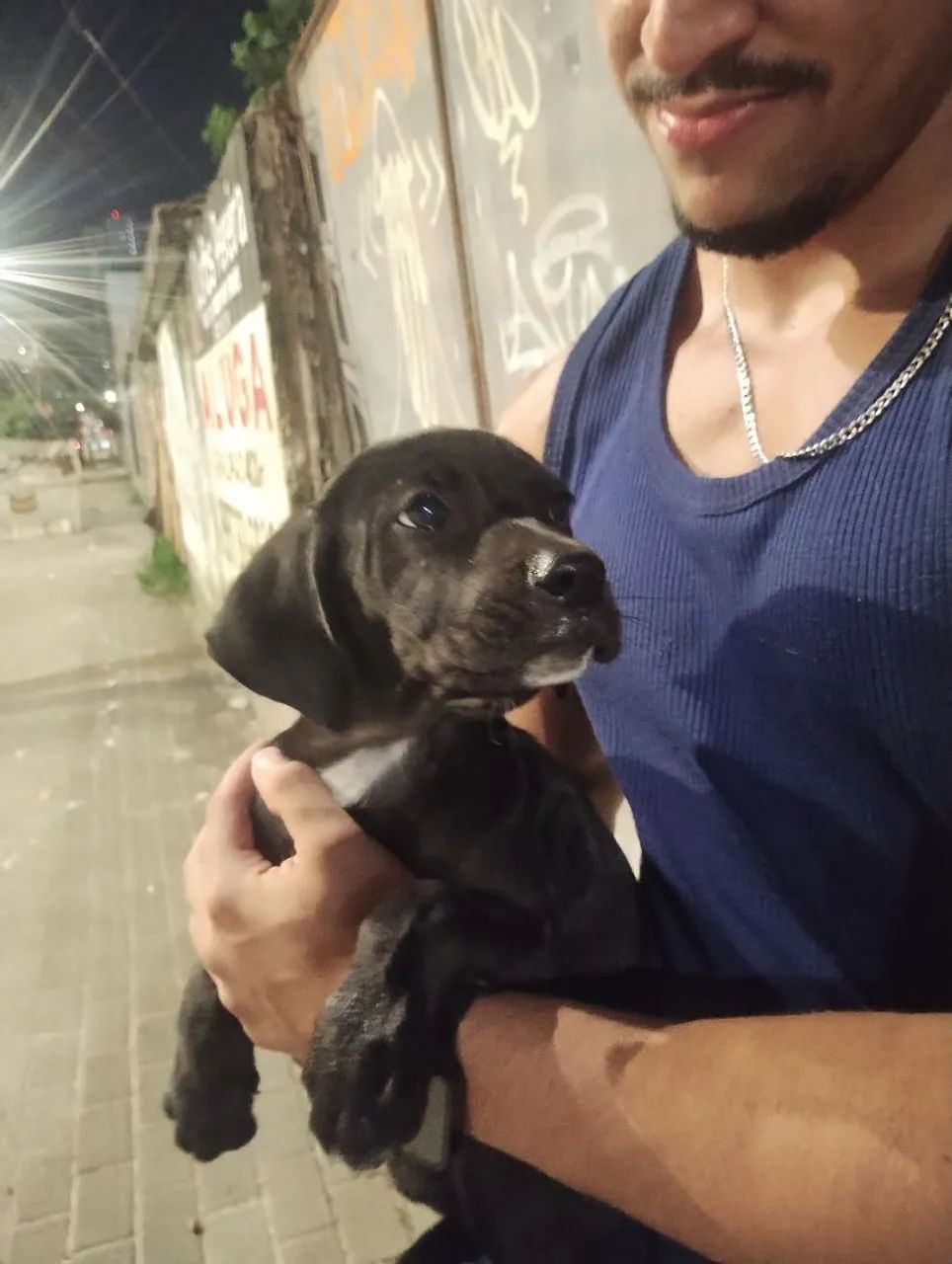Cachorro  - Foto 4
