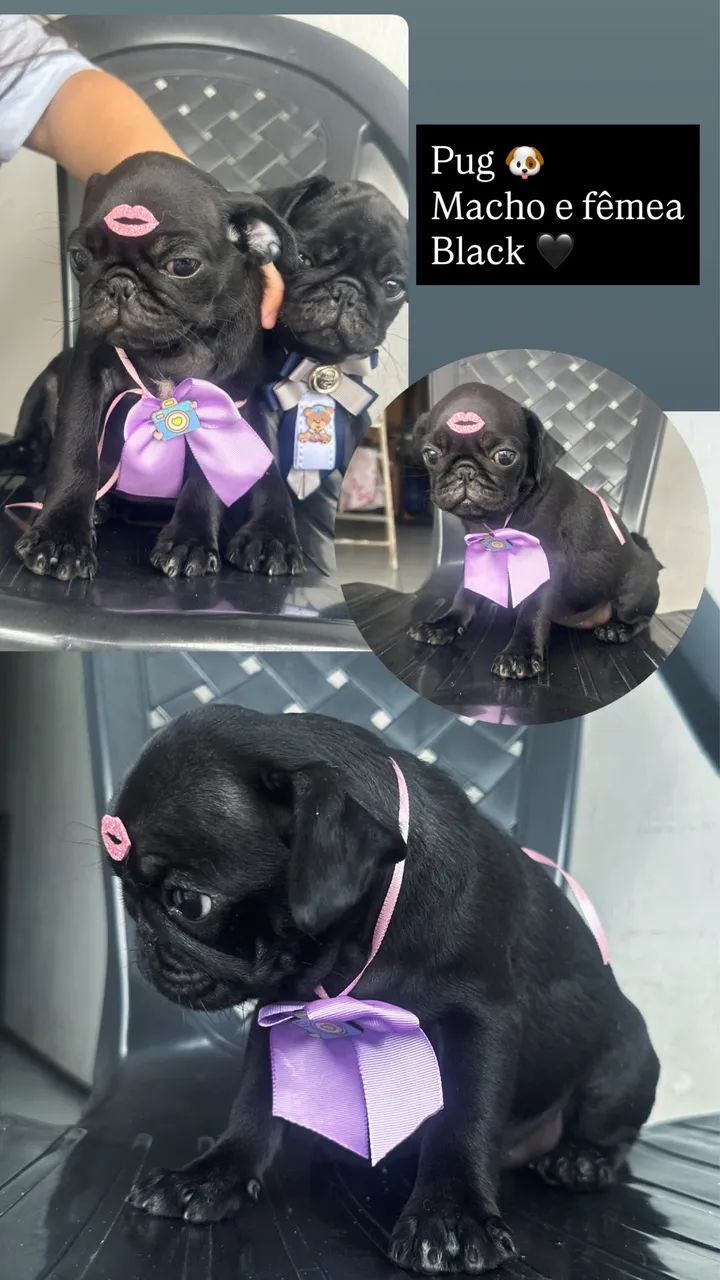 Pug com pedigree  - Foto 4