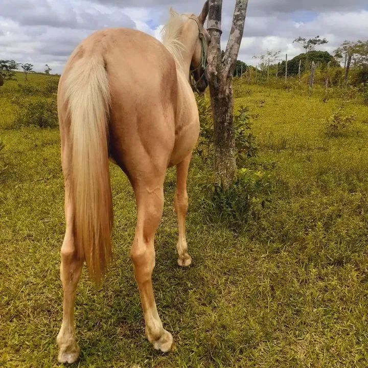 Potro QM 3/4 - Foto 3