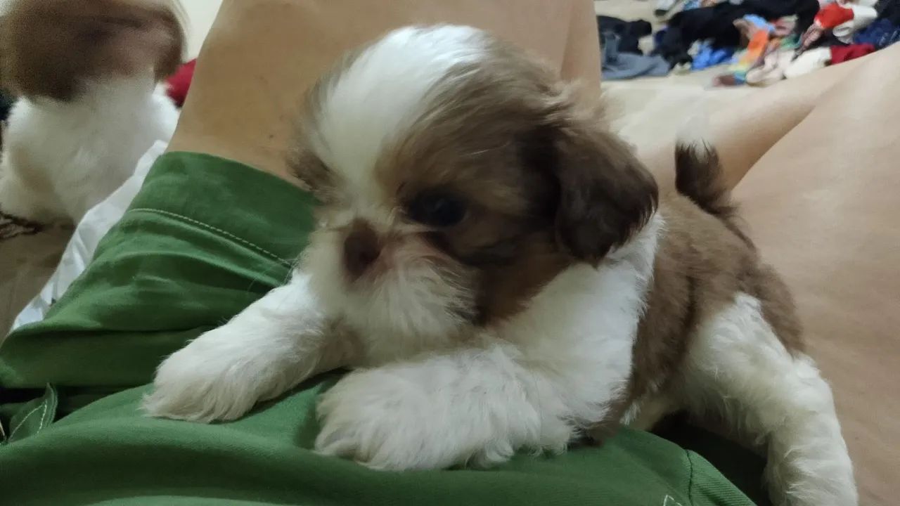 CACHORRINHO - Foto 2