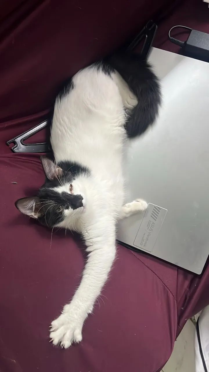 Doação gatinhas irmãs - Foto 2