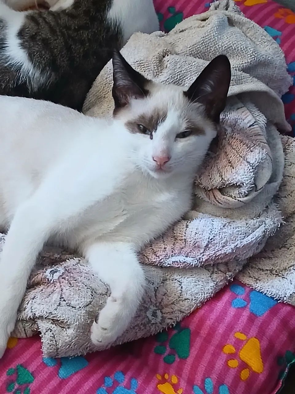 Adoção de gatinha  - Foto 3