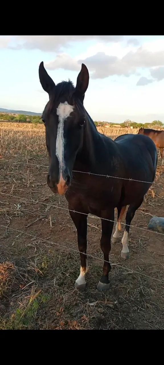Pordo a venda 1.7 meses manso de cabresto   - Foto 2