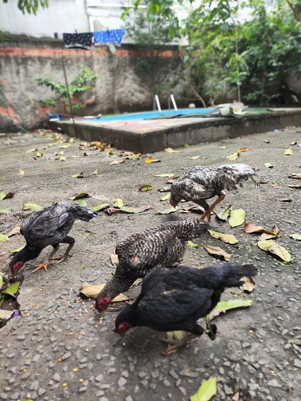 Galos de raça 