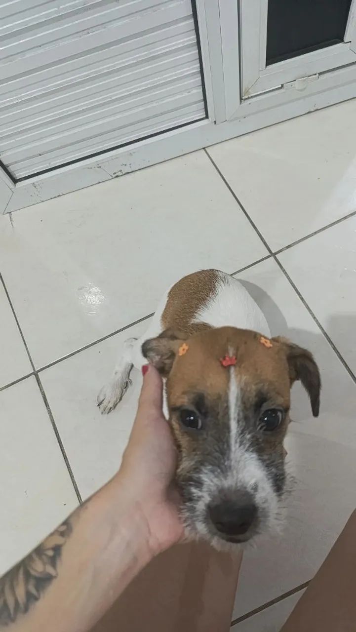 Doação de cachorro - Foto 2