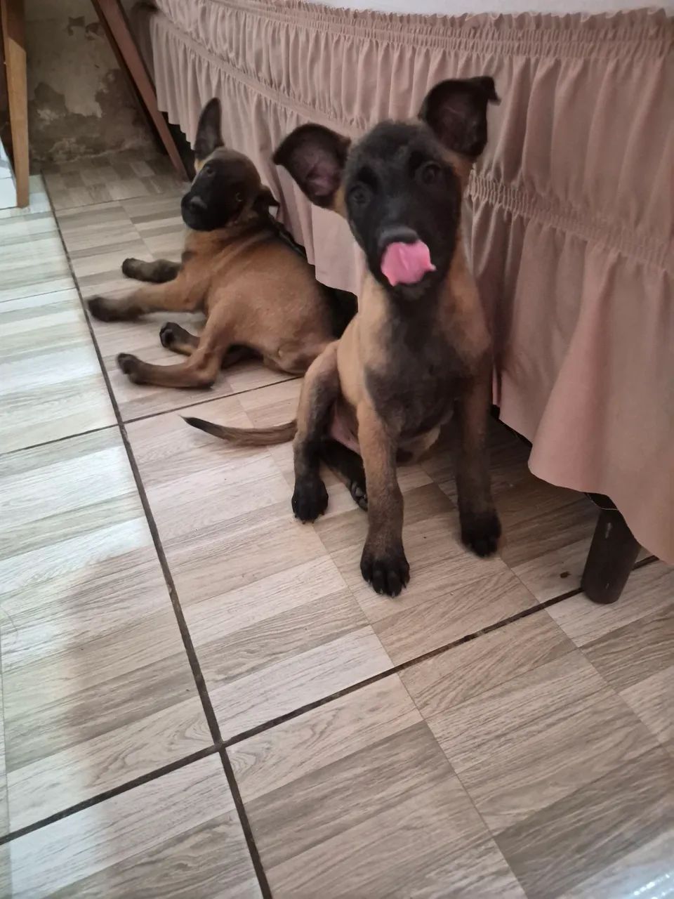 Exemplar de belga malinois disponível 75 dias  - Foto 2