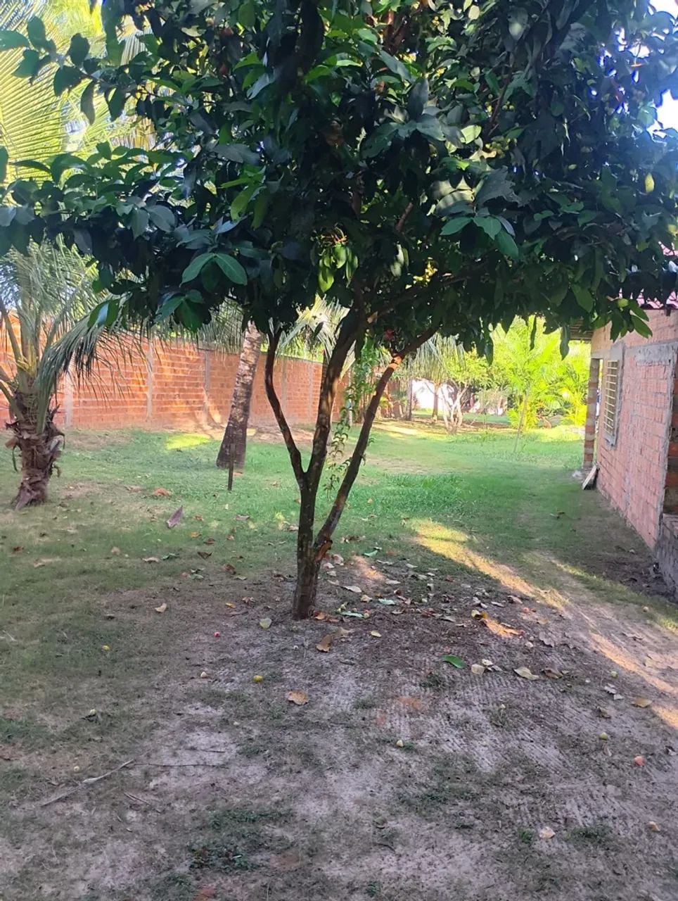 Vendo sítio na pindoba  - Foto 5
