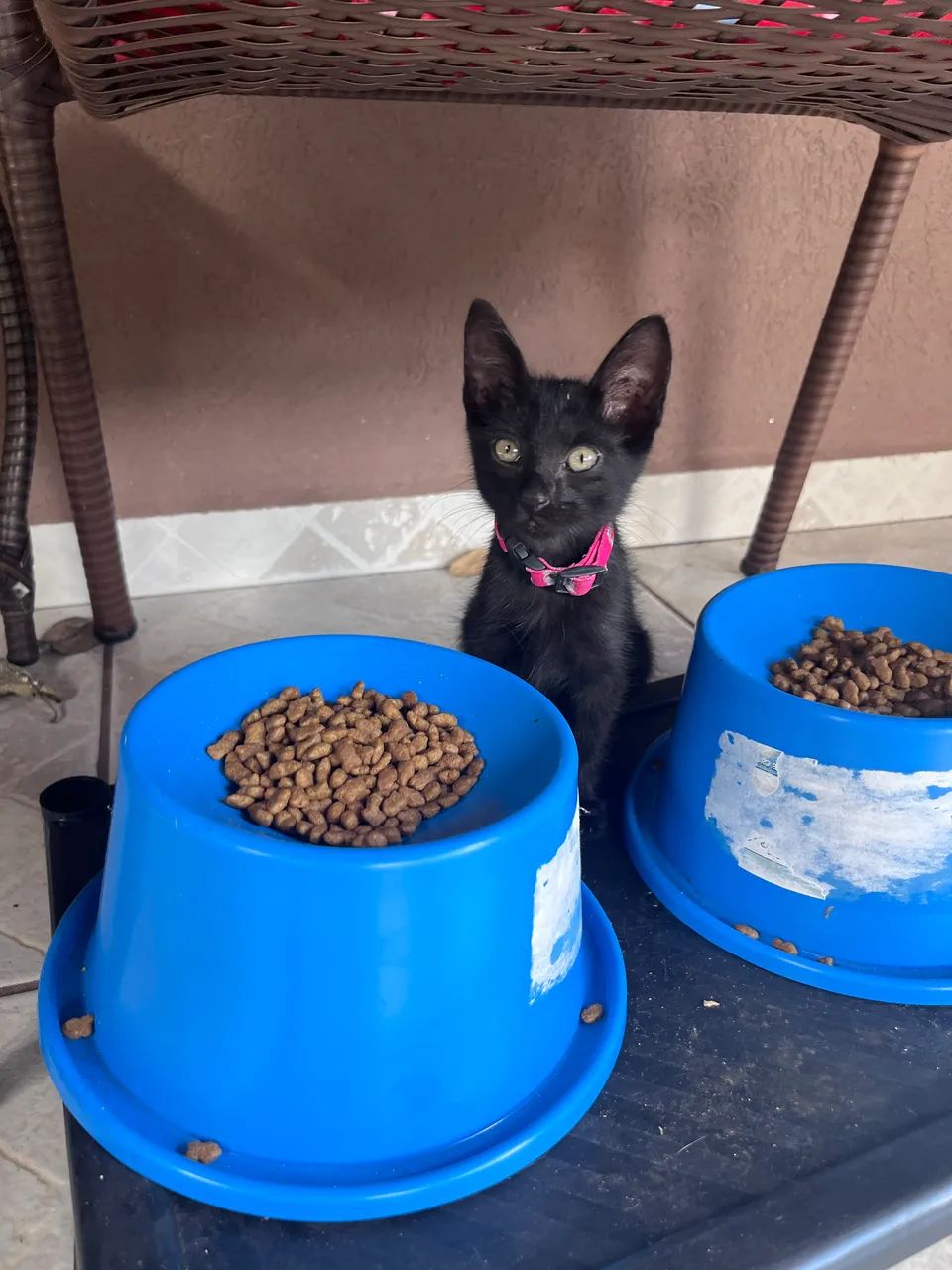 Gatinha linda pra Adoção Responsável  - Foto 3