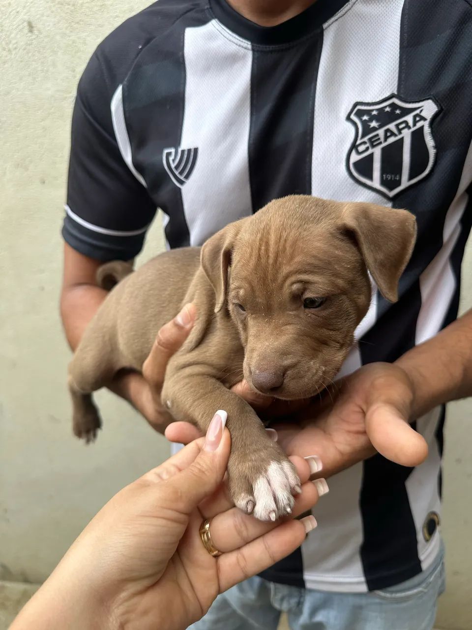 Pitbull filhote  - Foto 3