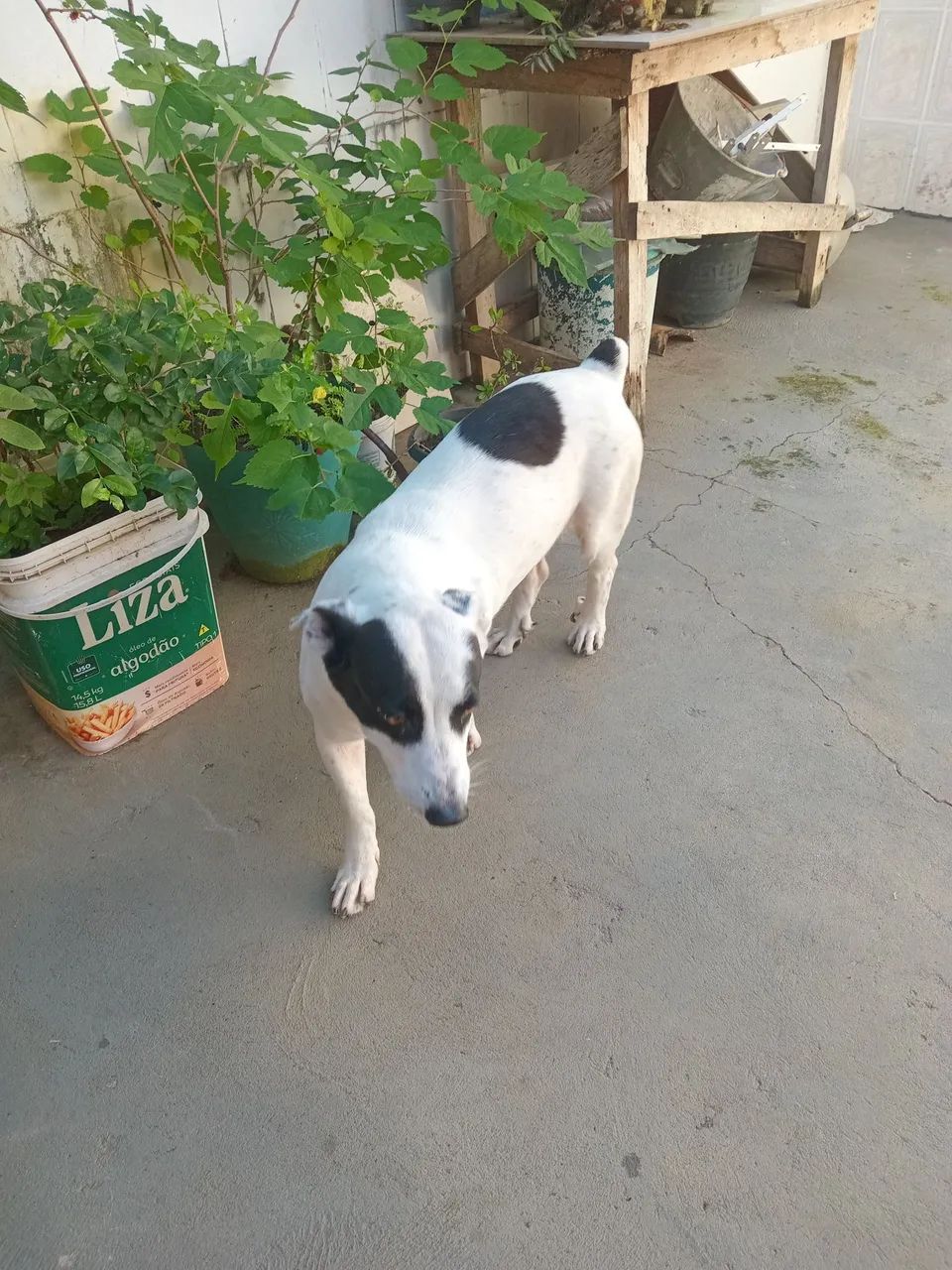 Doação de pet  - Foto 2