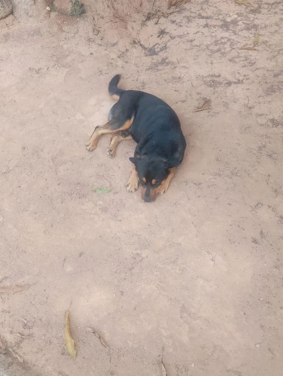 Doação de cachorro macho 