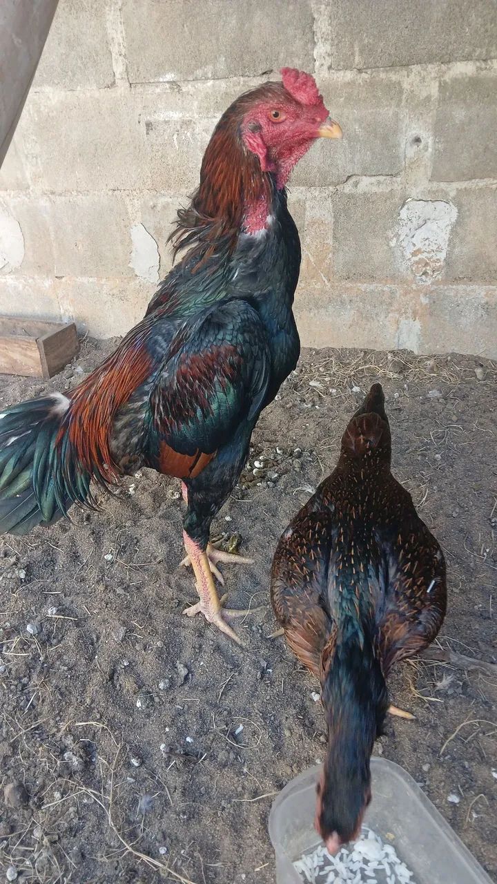 Criação de genéticas e procedencia - Foto 3