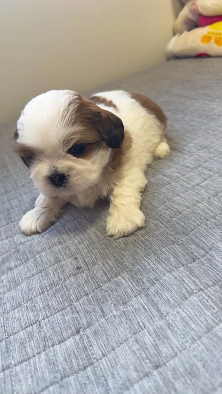 FILHOTE DE LHASA APSO 