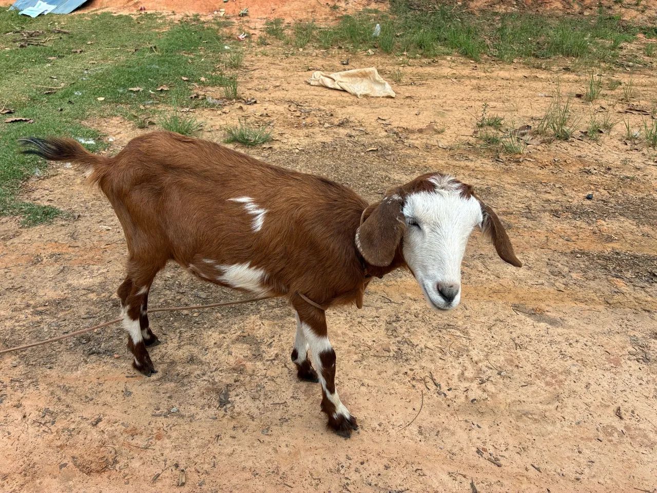 Cabras - Foto 3