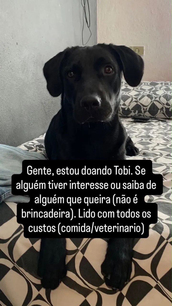LABRADOR, DOAÇÃO!! - Foto 3
