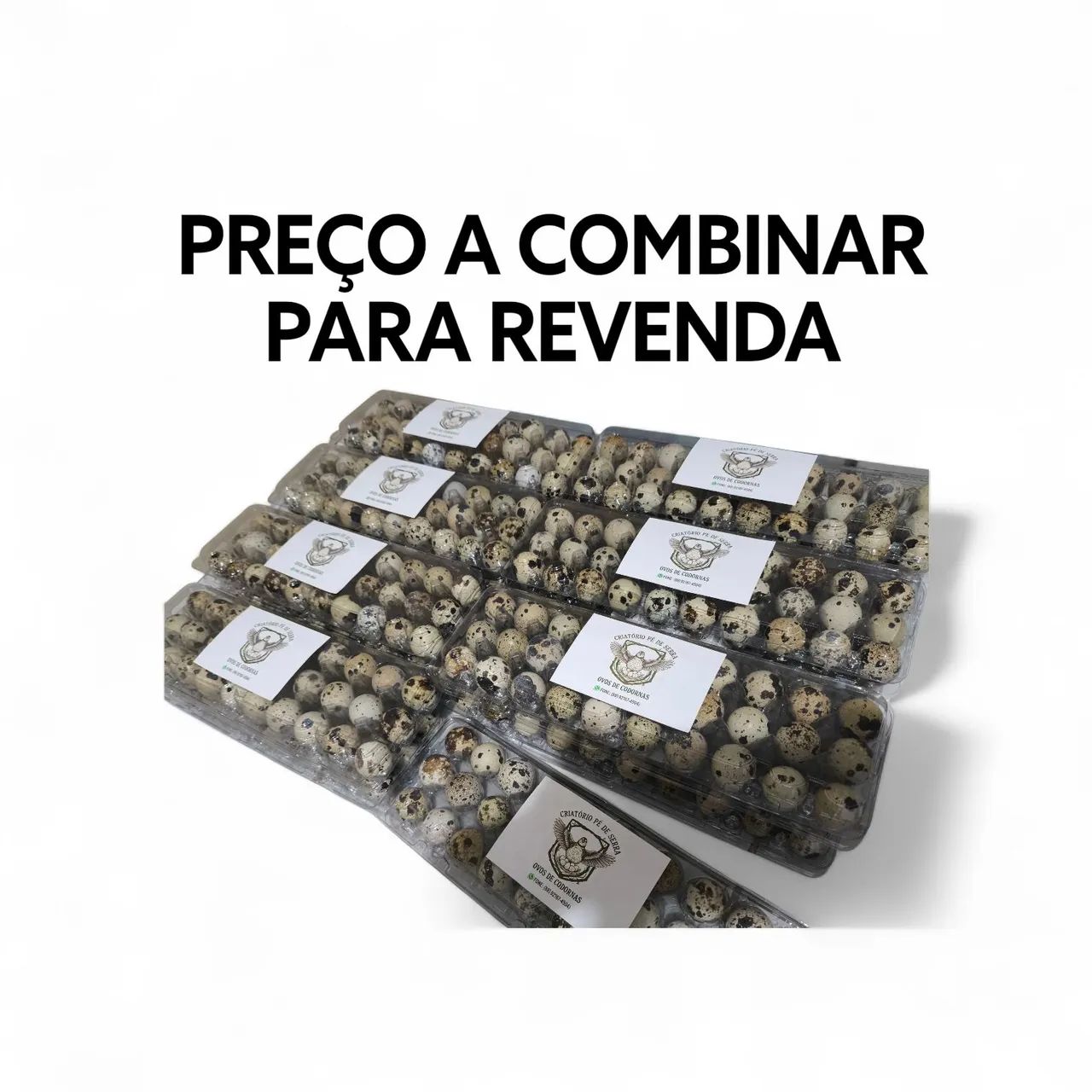 Ovos de codornas frescos direto do produtor  - Foto 4