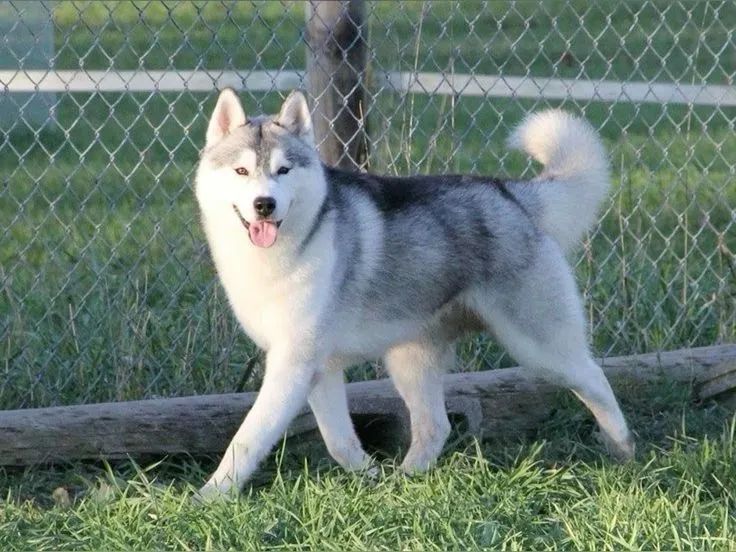 Husky Siberiano  - Foto 5
